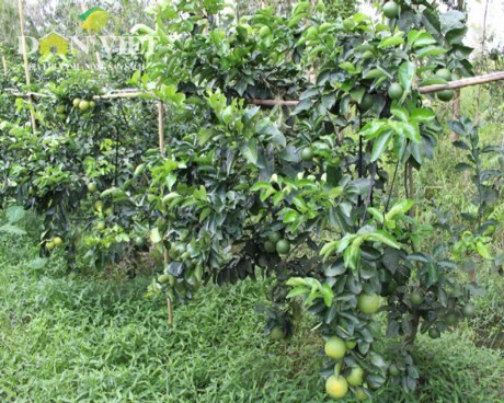 Phung Hiep farmers in Hau Giang promote Xoan orange brand   - ảnh 2